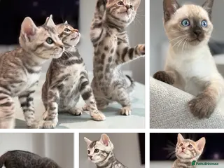 Bengal cats Rare Championship Pedigree Blue and Silver Bengals - Advert 1