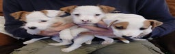 Jack Russell dogs for sale: Jack Russell  puppies - Advert 2