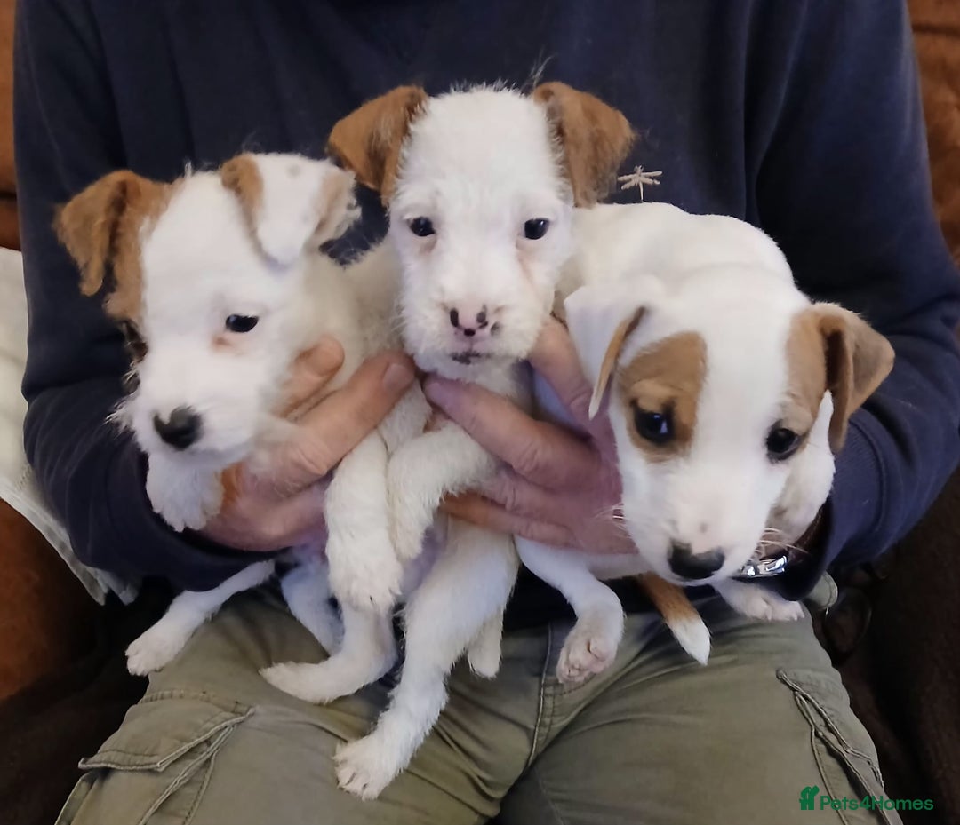 Jack Russell dogs for sale: Jack Russell  puppies - Advert 2
