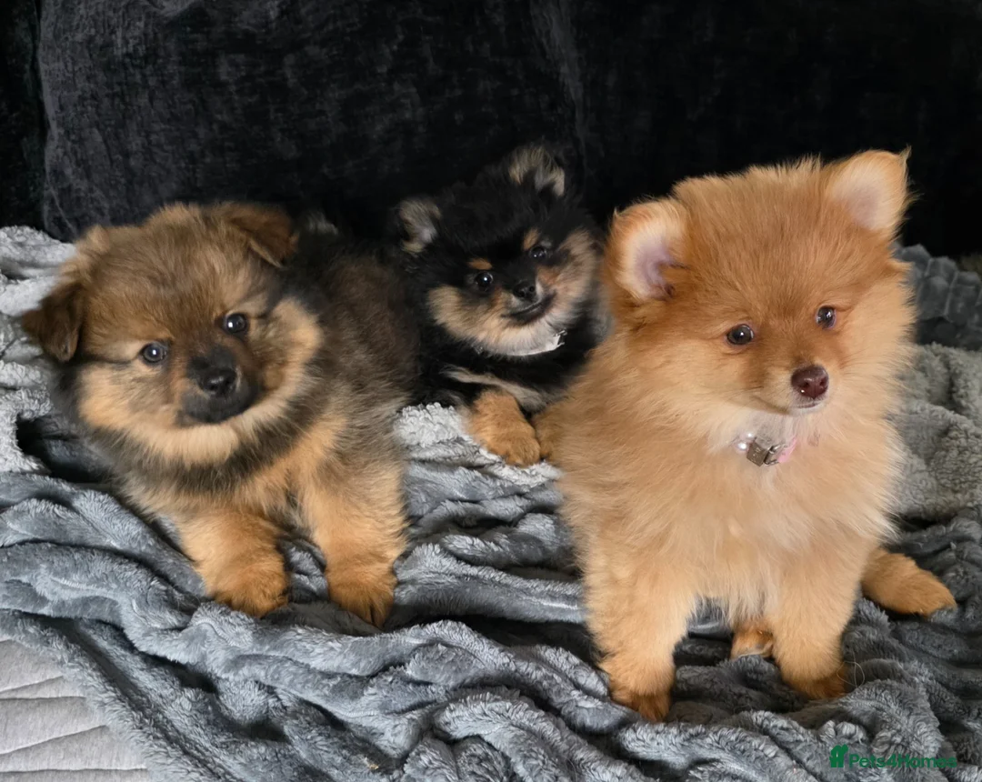 Pomeranian dogs for sale: Pomeranian puppies - Advert 7