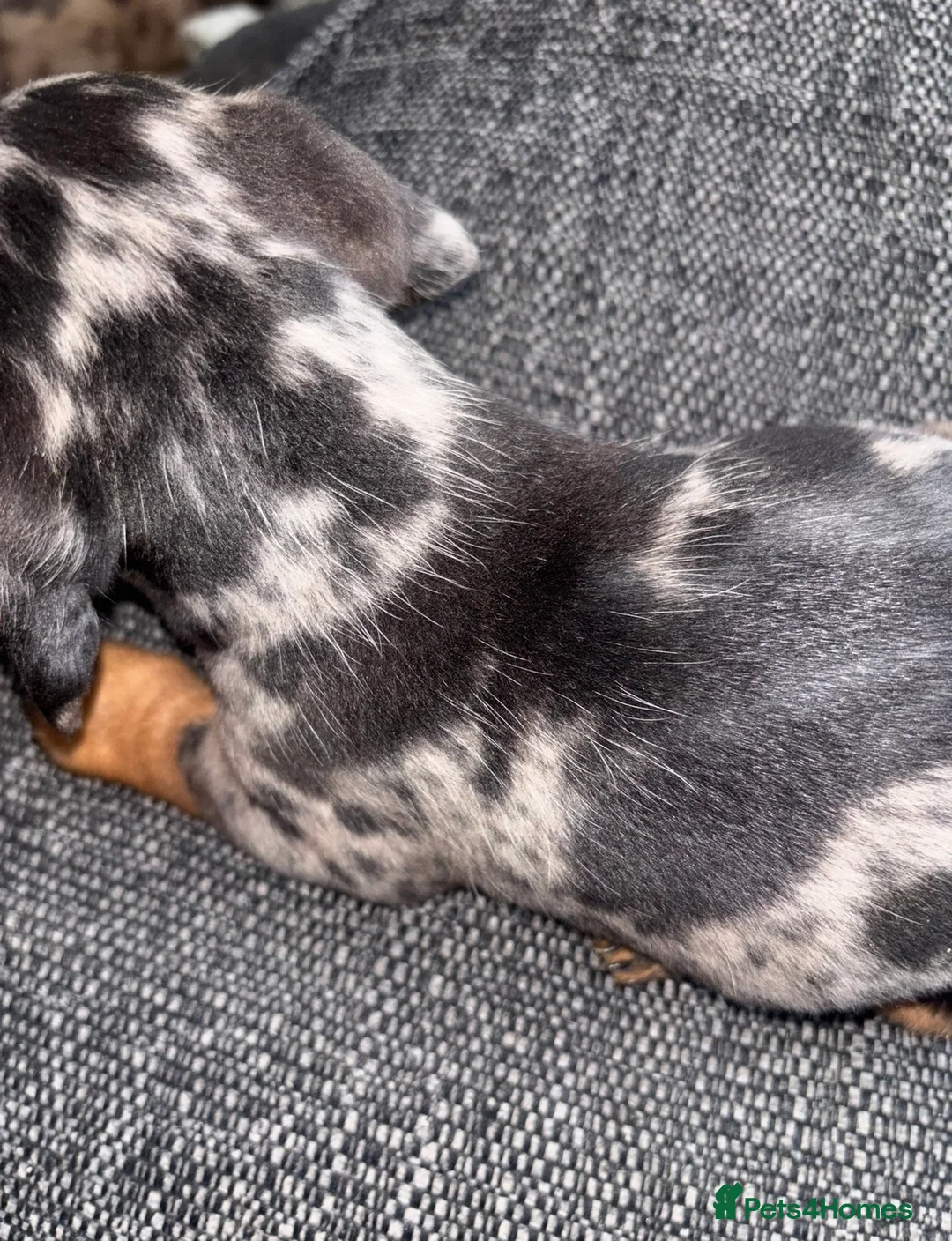 Dachshund dogs for sale: Miniature dachshund puppies 🐶long: smooth hair  - Advert 22