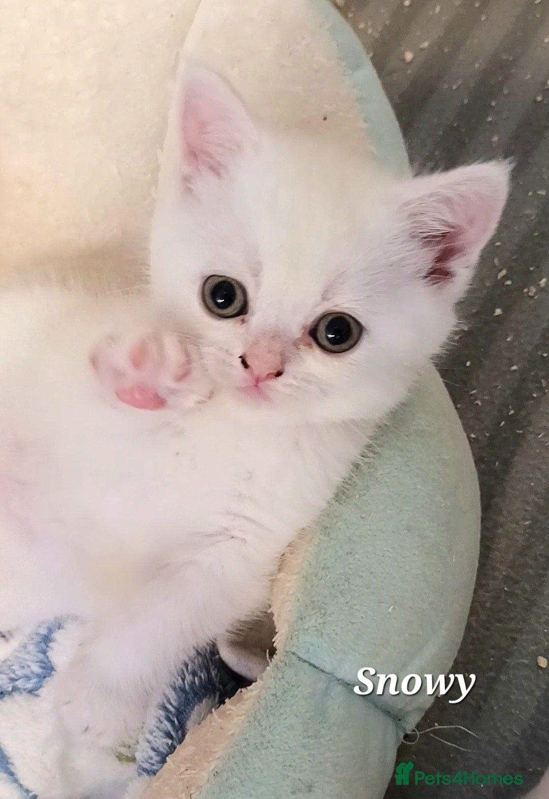 British Shorthair cats for sale: GCCF Snowflake BSH - Advert 27