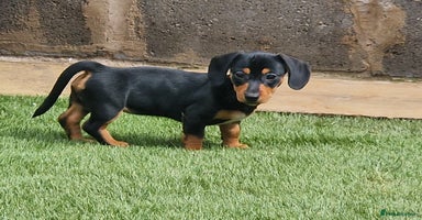 Mixed Breed dogs in Porth - Advert 3