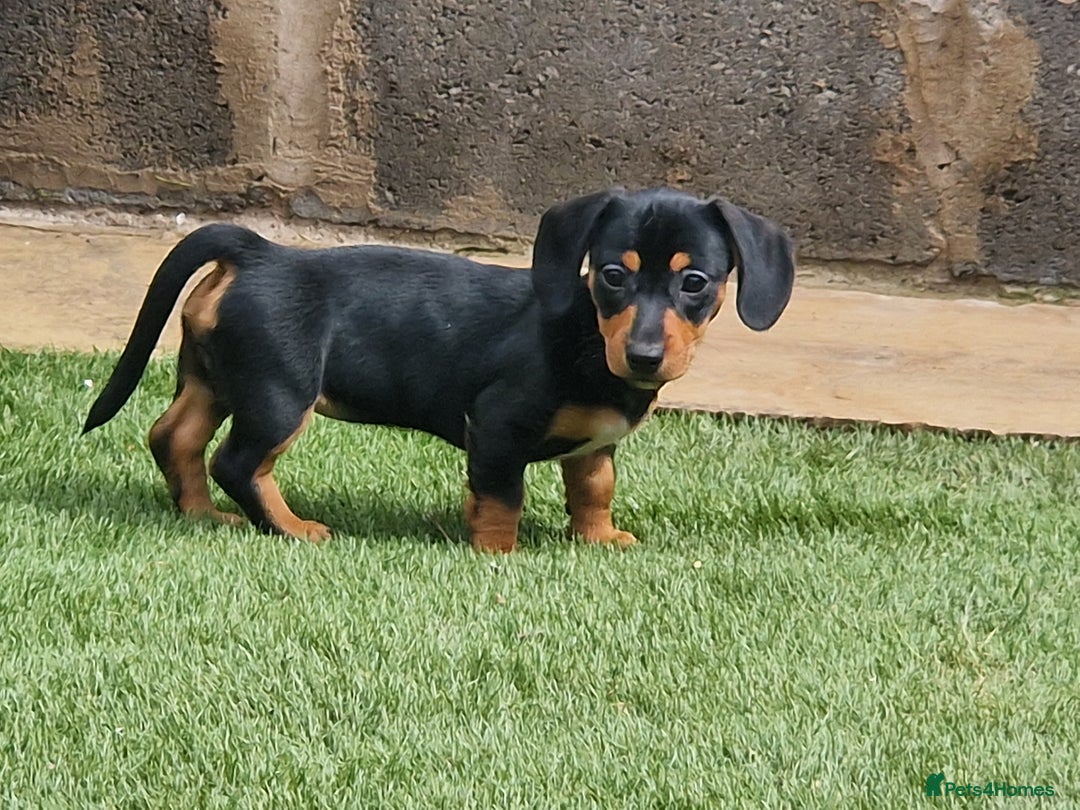 Mixed Breed dogs for sale: Jack russell x miniture dachshund pups in Porth - Image 2