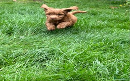 Cockapoo dogs for sale: Beautiful miniature Teddybear Cockerpoos puppies  - Image 9