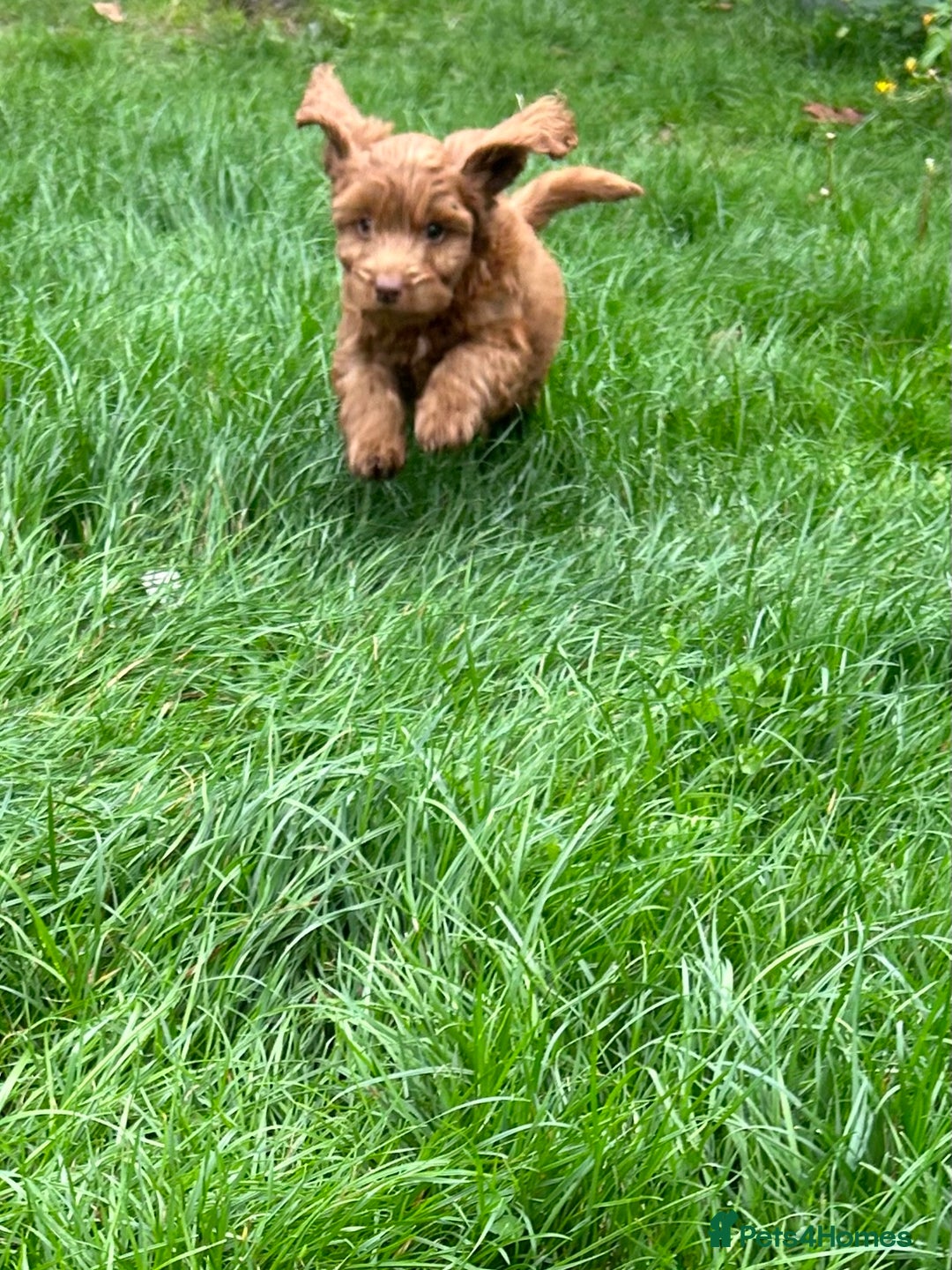 Cockapoo dogs for sale: Beautiful miniature Teddybear Cockerpoos puppies  - Image 9