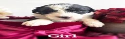 Bernese Mountain Dog dogs for sale: Old English sheepdog X bernese mountain 000 in Newton Aycliffe - Advert 7
