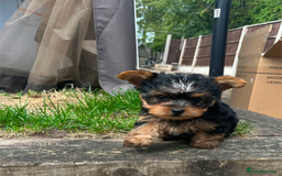 Yorkshire Terrier dogs for sale: Gorgeous Tiny Little Yorkshire terrier Girl - Image 1