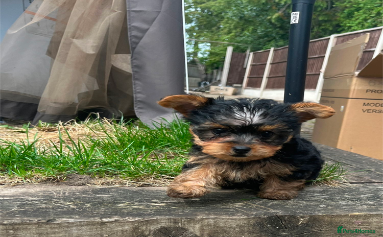 Yorkshire Terrier dogs - Advert 2