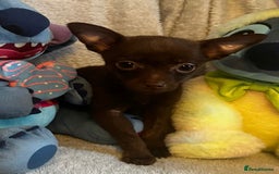 Mixed Breed dogs for sale: Chihuahua x  - Image 31