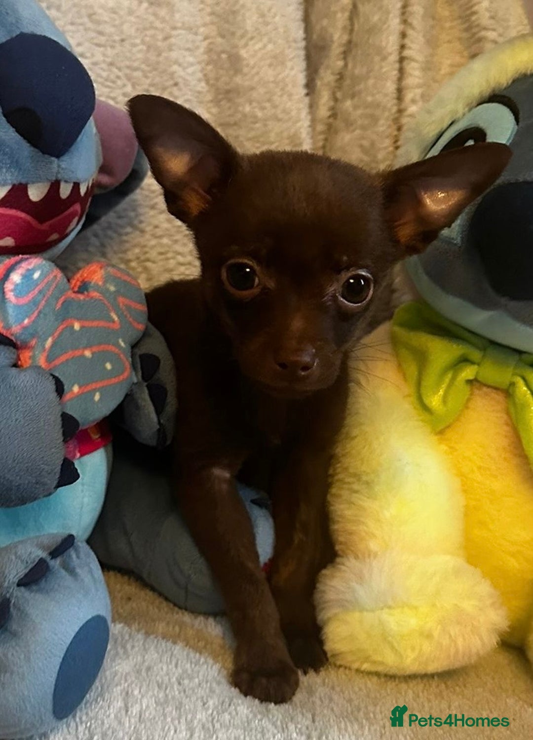 Mixed Breed dogs for sale: Chihuahua x  - Image 31