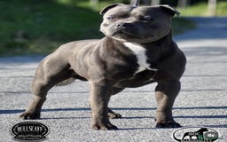 Staffordshire Bull Terrier dogs for sale: STUNNING CHAMPION BRED LITTER - Image 3