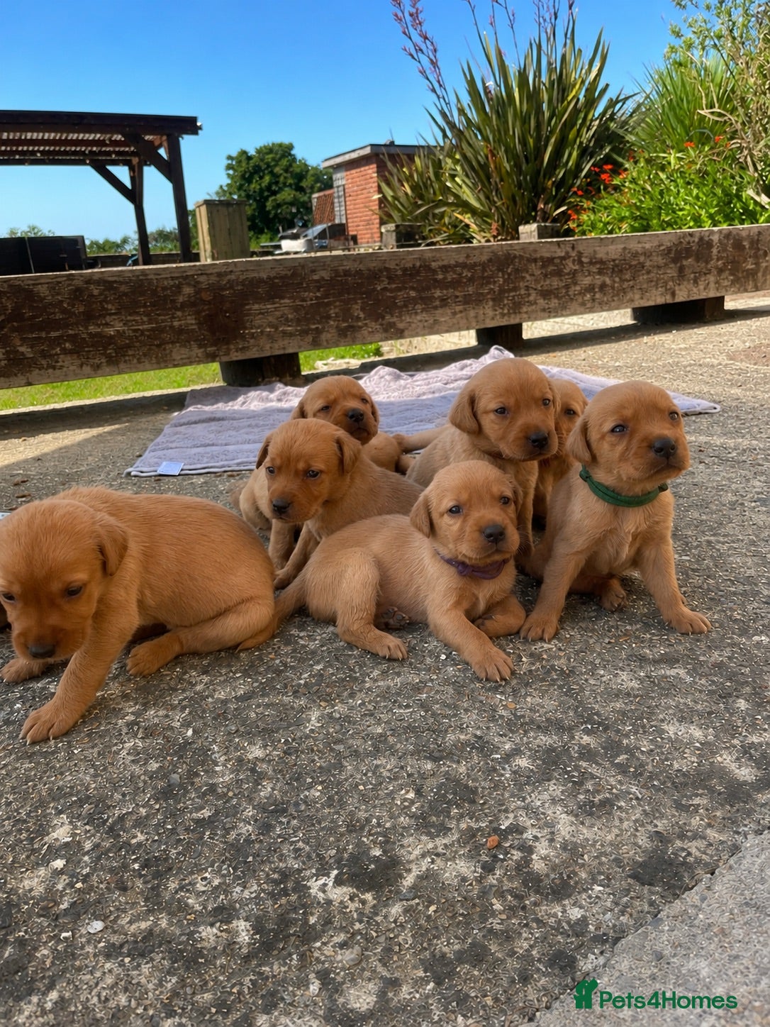 Labrador Retriever dogs Fox Red Labradors, Purebred, Health Checked - Advert 10