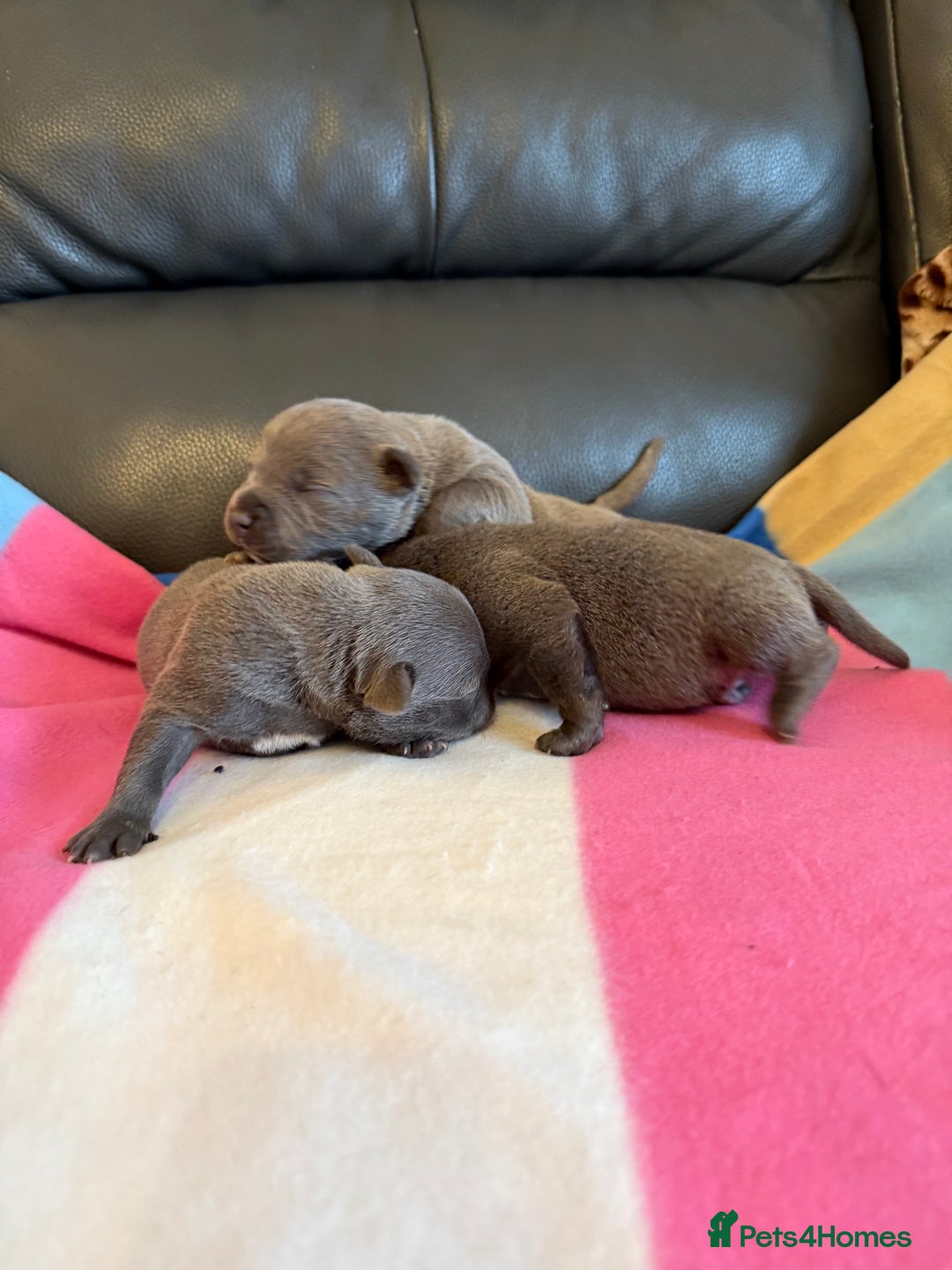 Staffordshire Bull Terrier dogs for sale: Blue Staffordshire Bull Terrier KC registered - Advert 13