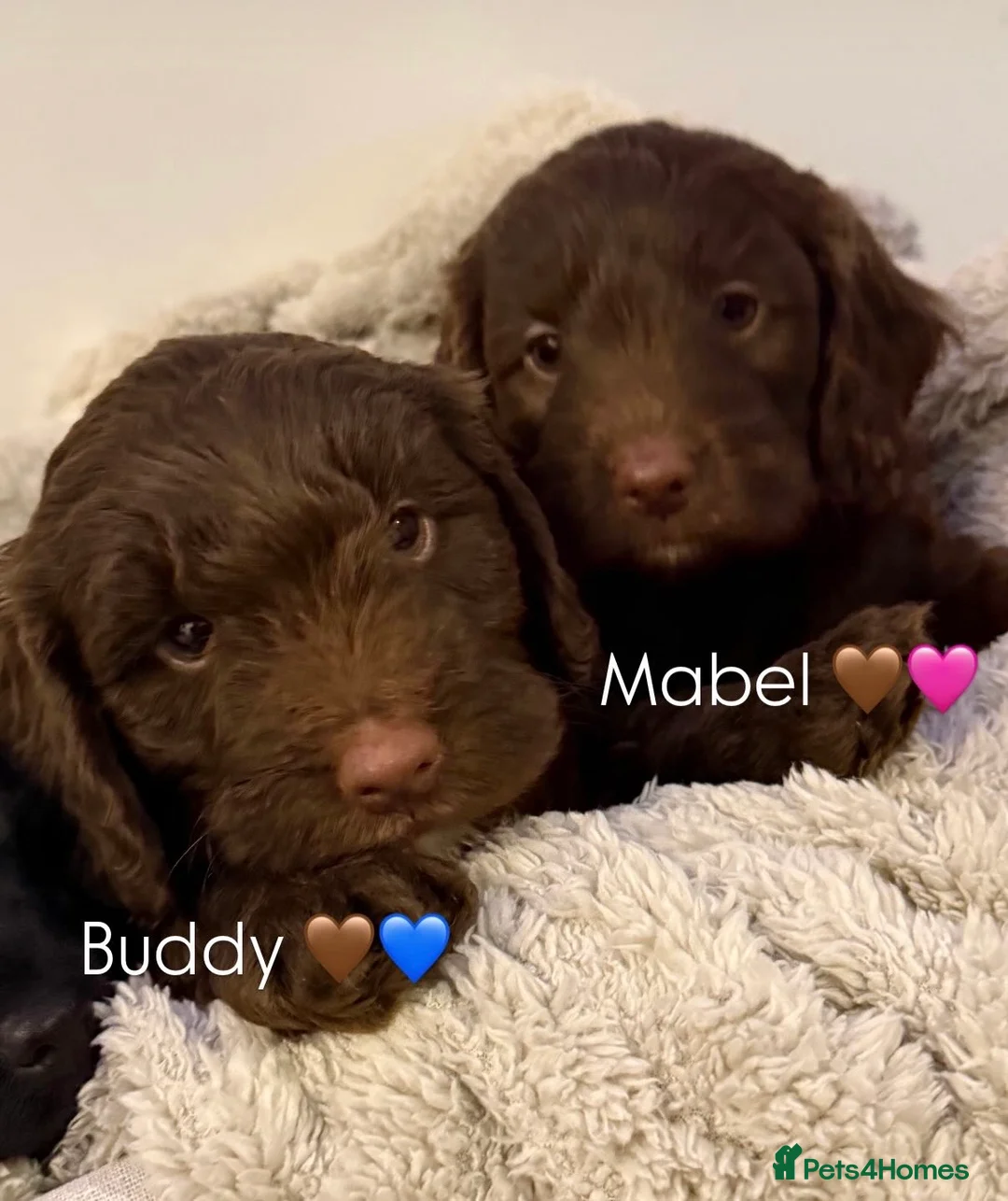 Mixed Breed dogs for sale: Stunning Litter of Sproodles 🤎🖤 - Advert 3