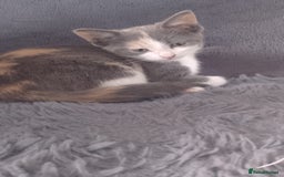 Mixed Breed cats for sale: Kittens  - Image 1