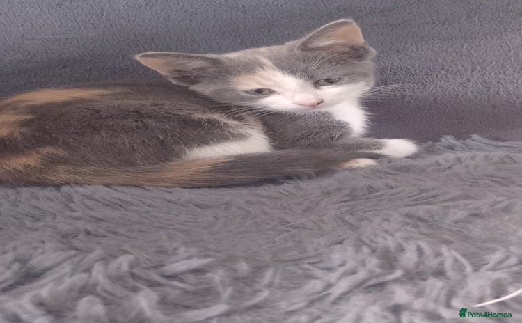 Mixed Breed cats - Advert 1