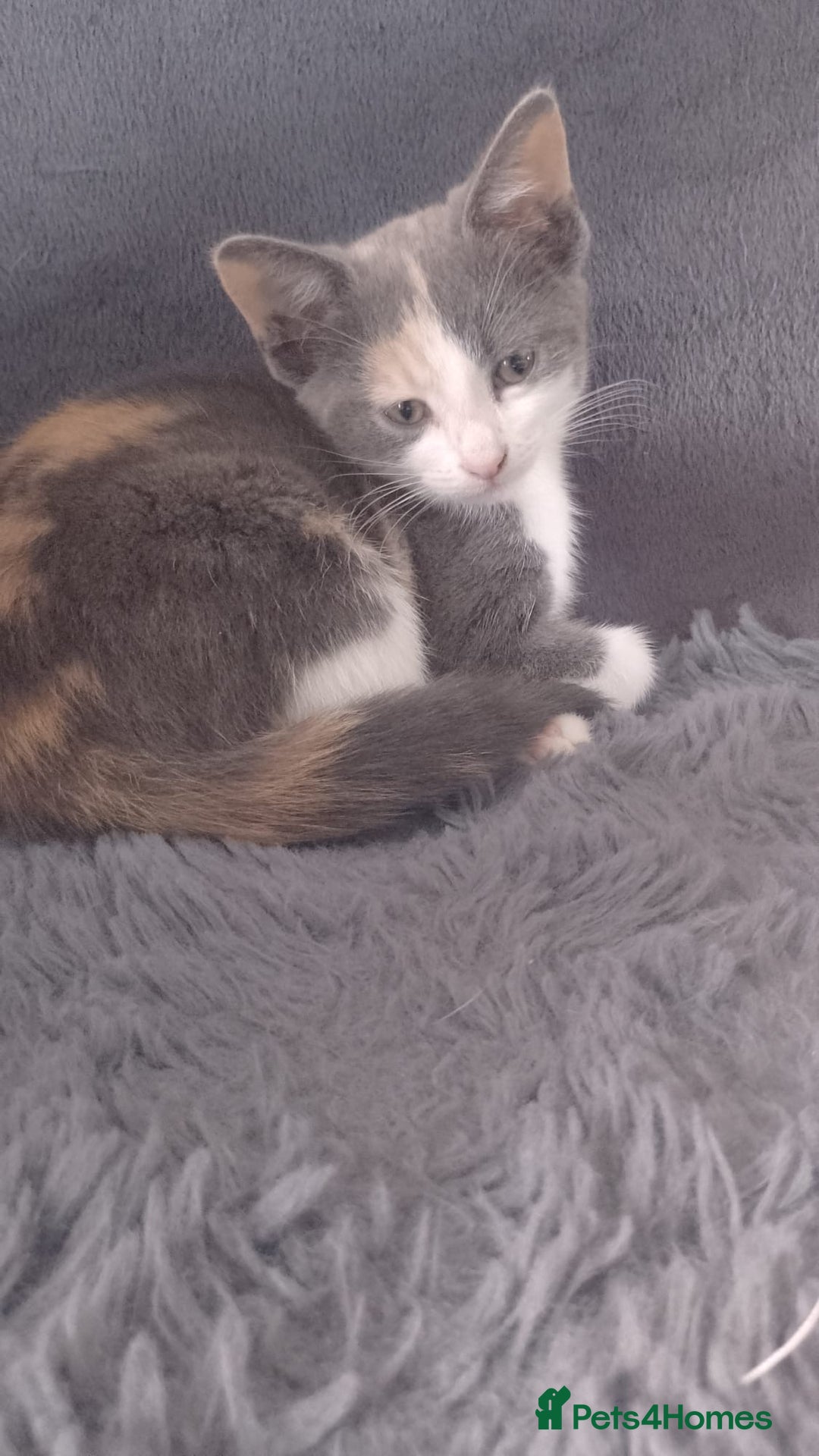 Mixed Breed cats for sale: Kittens  - Image 1