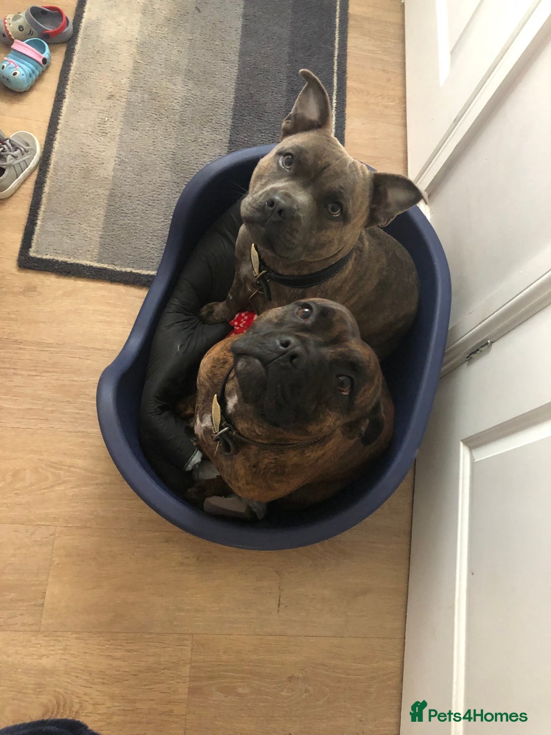 Staffordshire Bull Terrier dogs for sale: 2 Staffy Sisters  - Advert 6