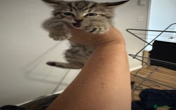 Mixed Breed cats for sale: 2 kittens looking for their forever homes - Image 9