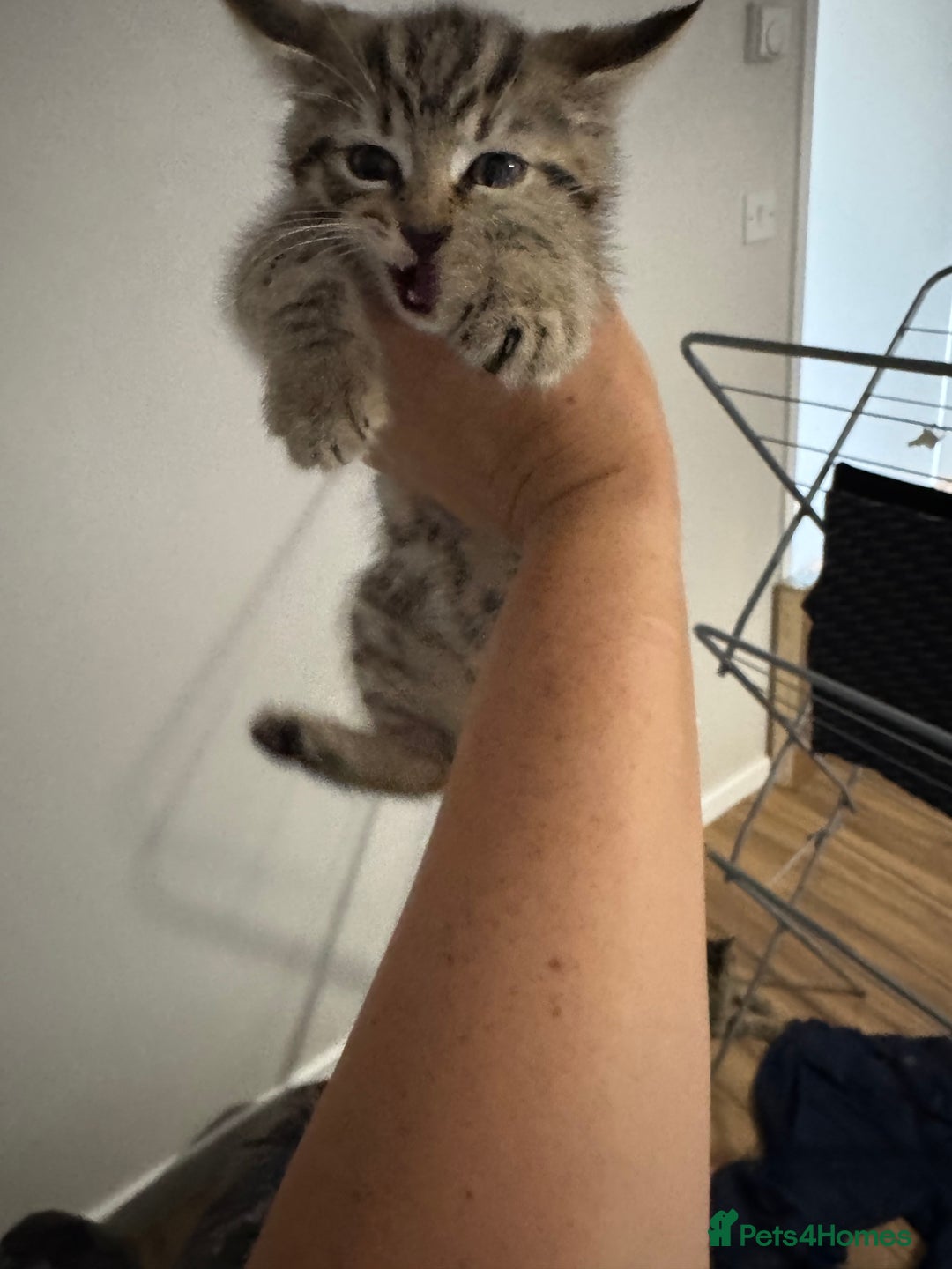 Mixed Breed cats for sale: 2 kittens looking for their forever homes - Image 9