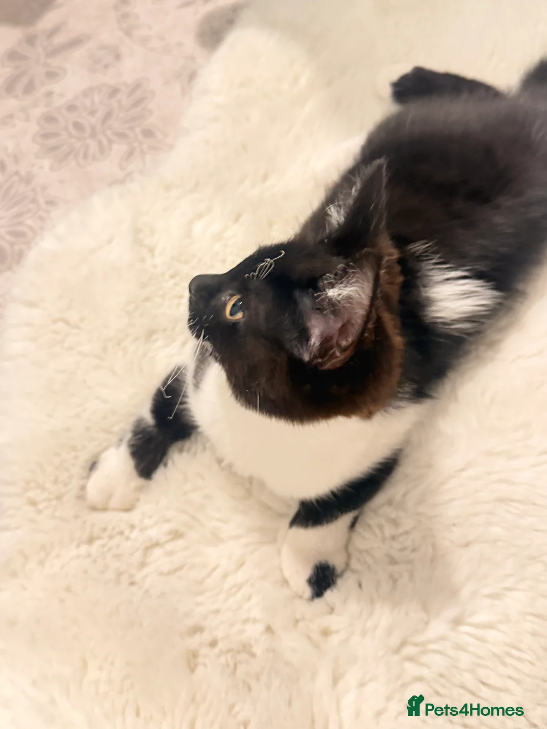 Domestic Shorthair cats for sale: Domestic shorthair kitten for sale black-white- - Advert 11