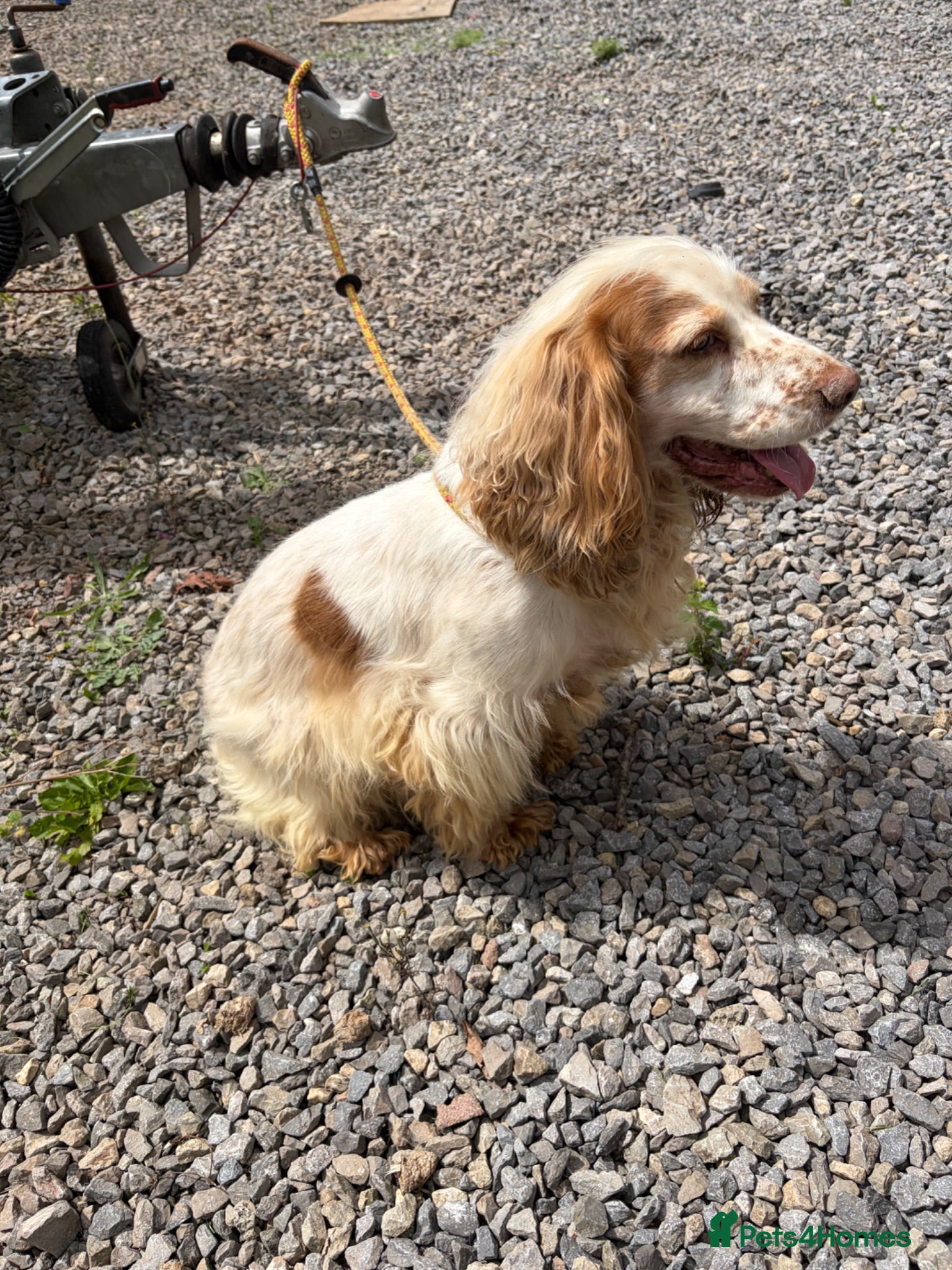 Cocker Spaniel dogs Showtype cocker spaniel  - Advert 6