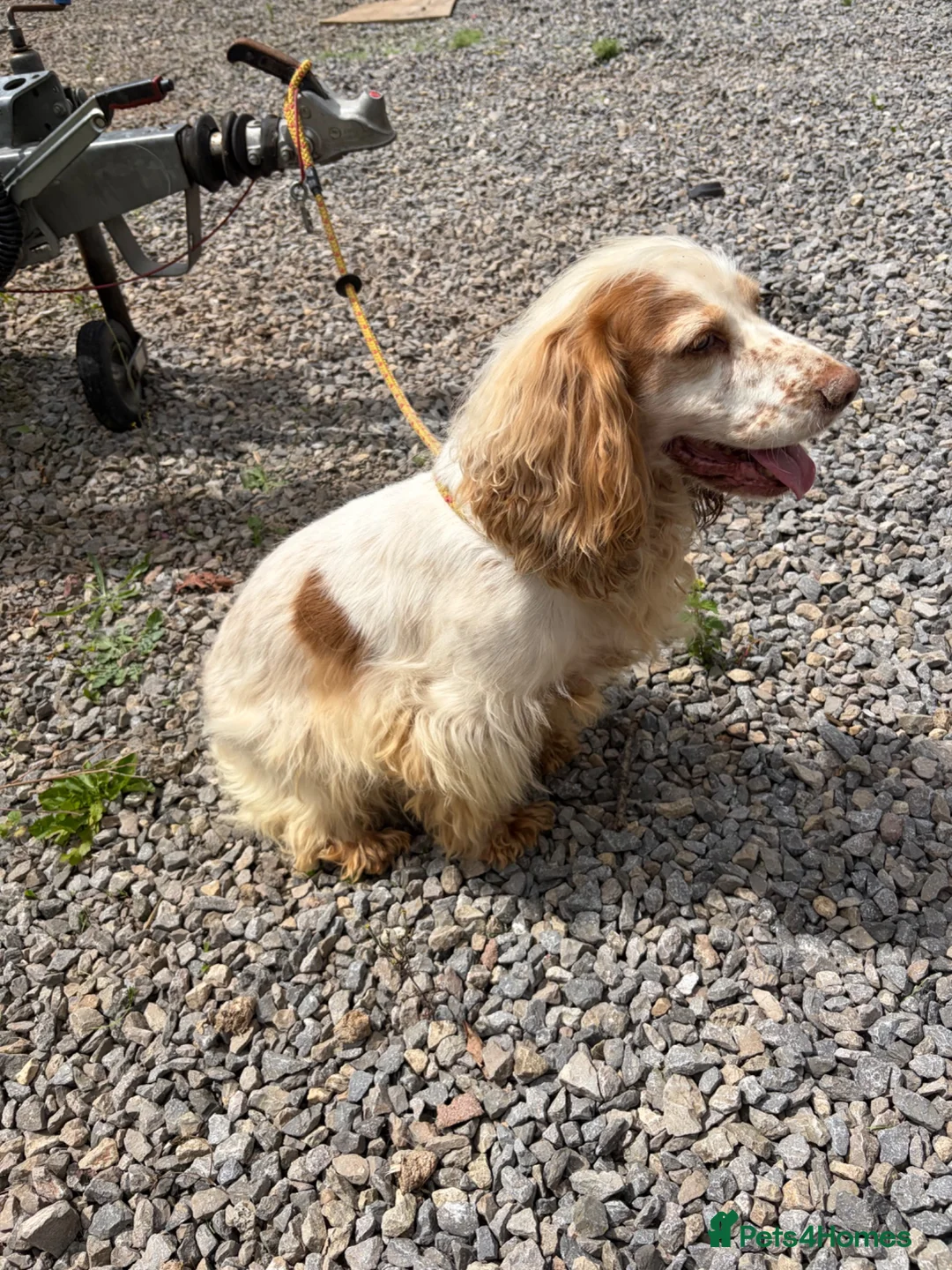 Cocker Spaniel dogs for sale: Showtype cocker spaniel  - Advert 1