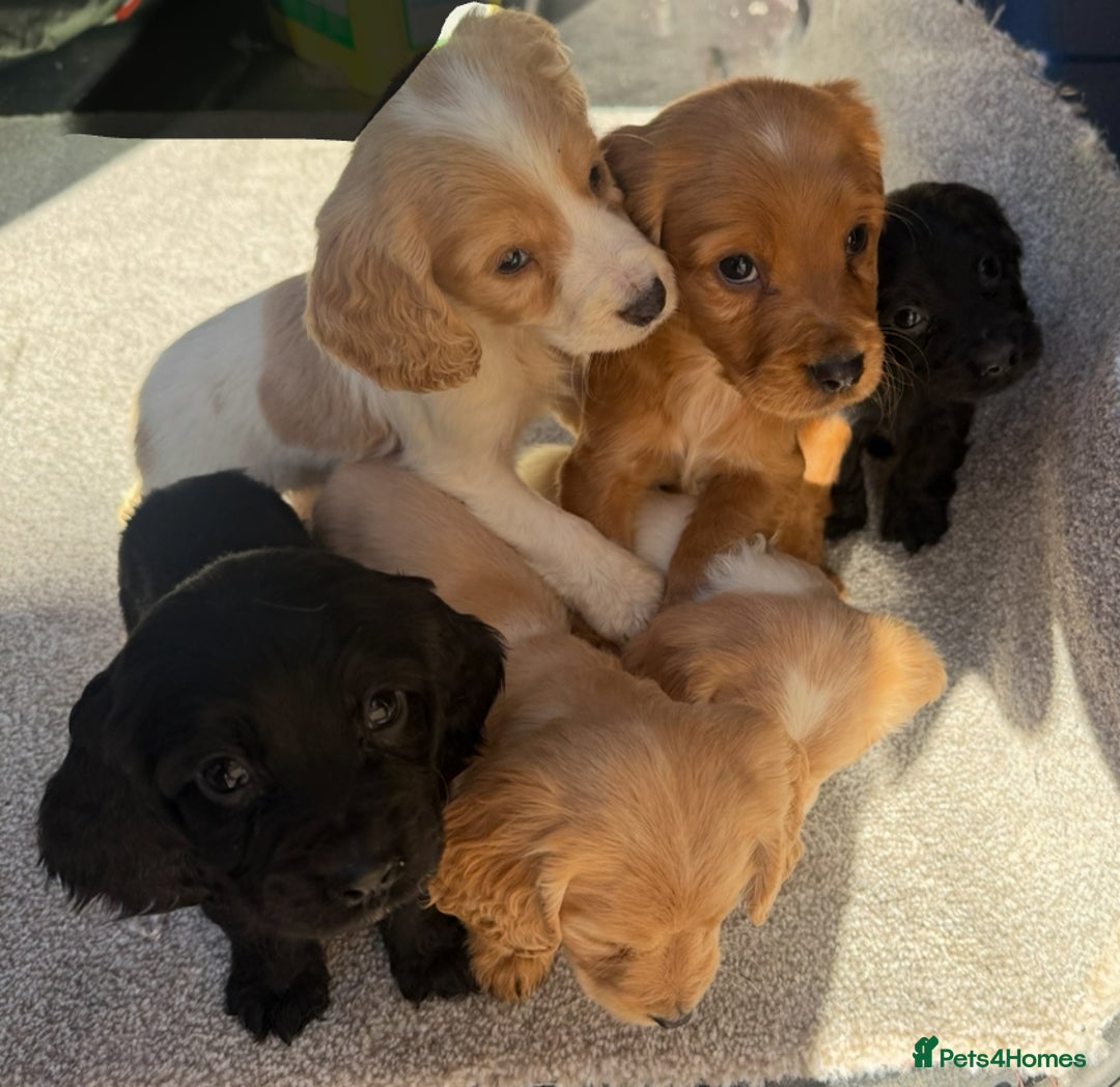 Cocker Spaniel dogs for sale: Cocker spaniel puppies  - Image 5