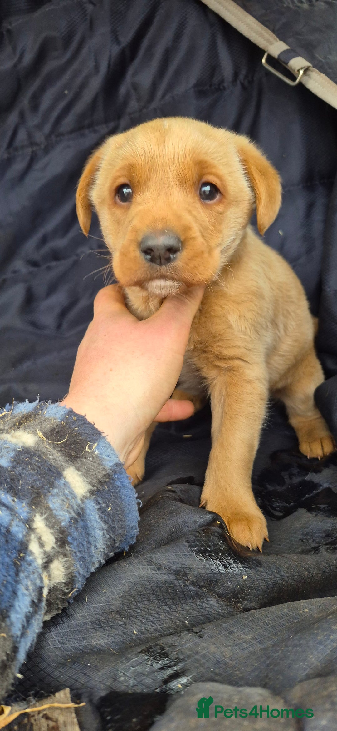 Labrador Retriever dogs for sale: Labrador puppies **1 bitch available - Advert 3