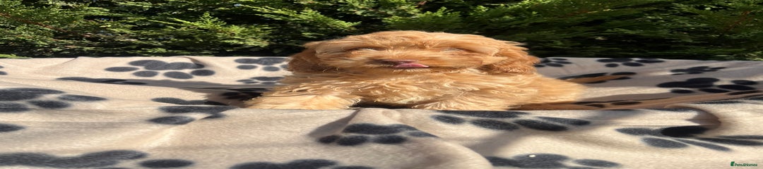Cockapoo Puppy 4