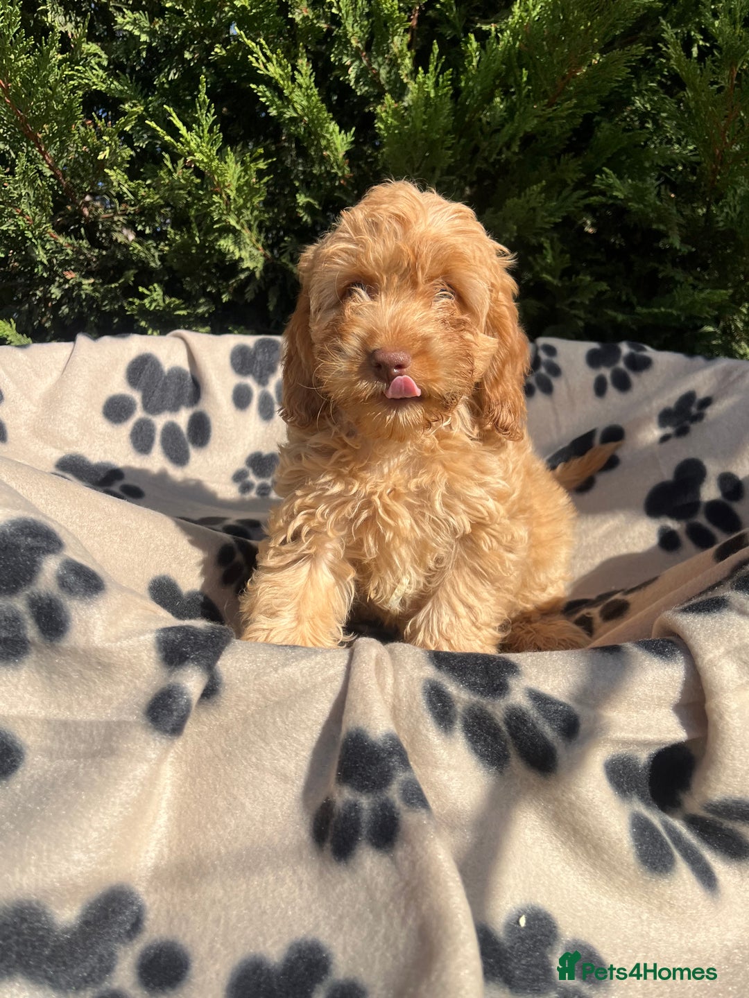 Cockapoo dogs for sale: 5 lovely f1 cockapoos  - Image 22