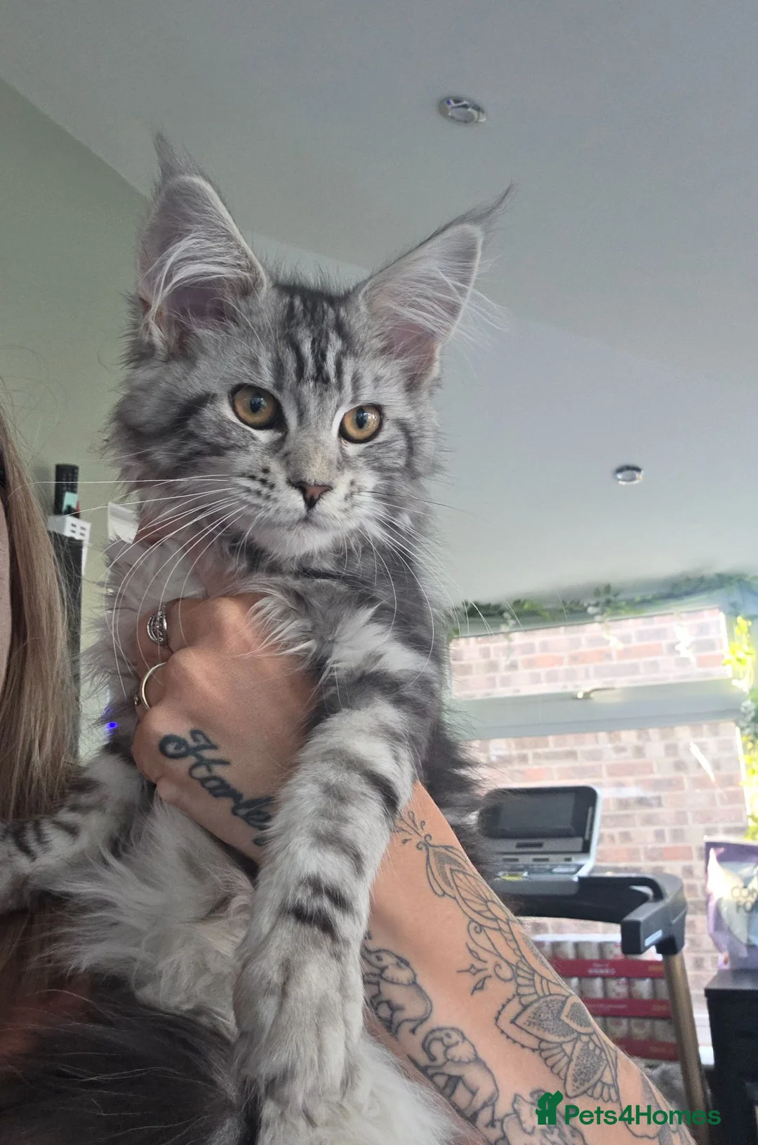 Maine Coon cats for sale: 2 Beautiful Girls left - Advert 2