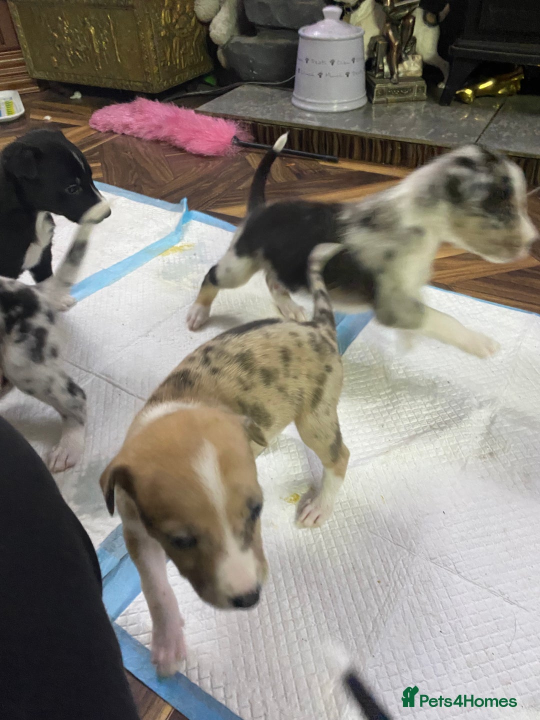 Mixed Breed dogs for sale: Collie lurcher greyhound mix - Advert 25