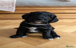 Cockapoo dogs for sale: Adorable Puppies Looking for Their Forever Homes! - Image 1