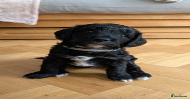 Cockapoo dogs Puppies Looking for Their Forever Homes! - Advert 16