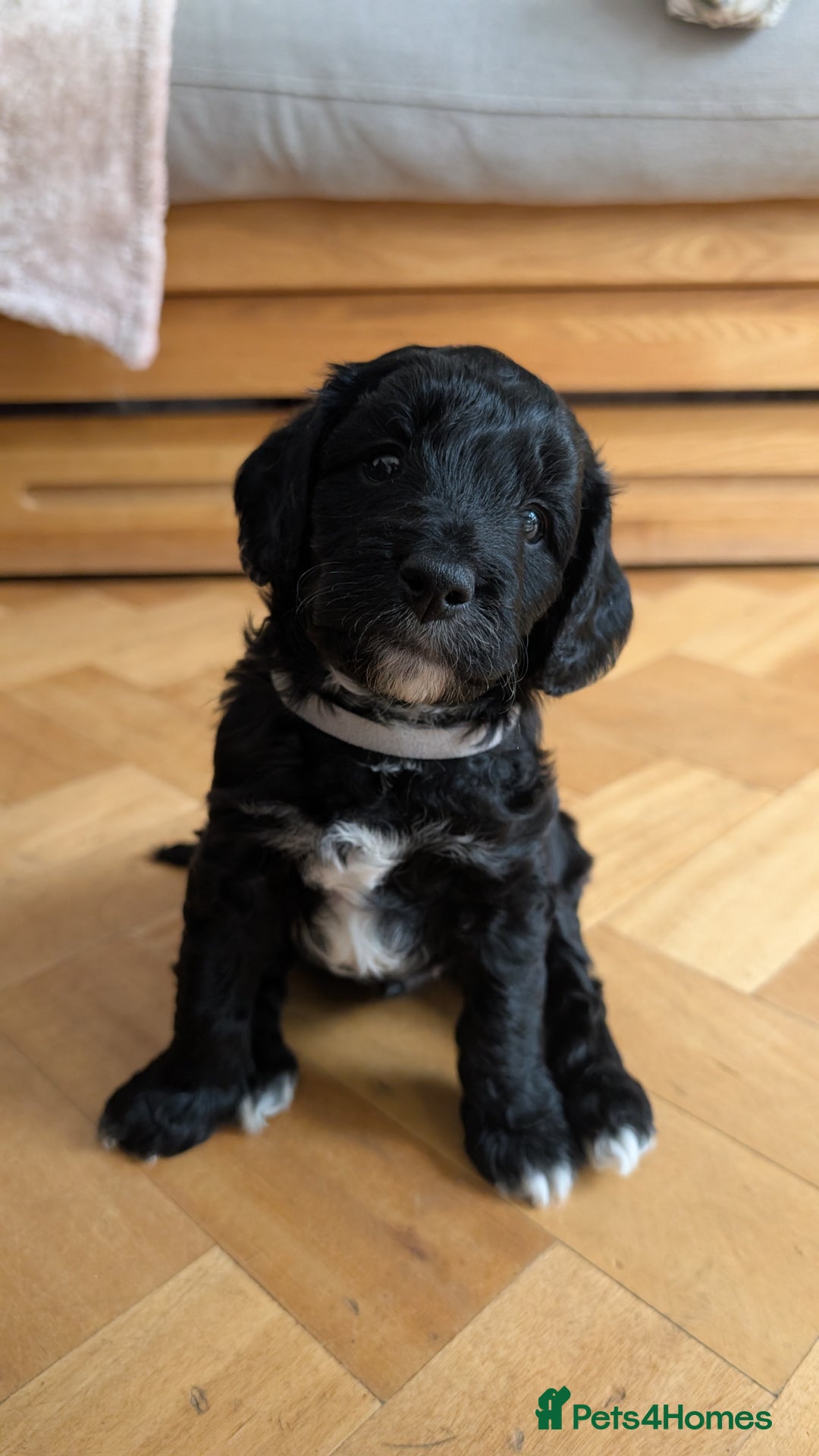 Cockapoo dogs for sale: Adorable Puppies Looking for Their Forever Homes! - Image 1
