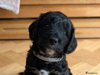 Cockapoo dogs - Advert 6