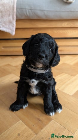 Cockapoo dogs - Advert 3