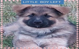German Shepherd dogs for sale: 6 baby bears - Image 4