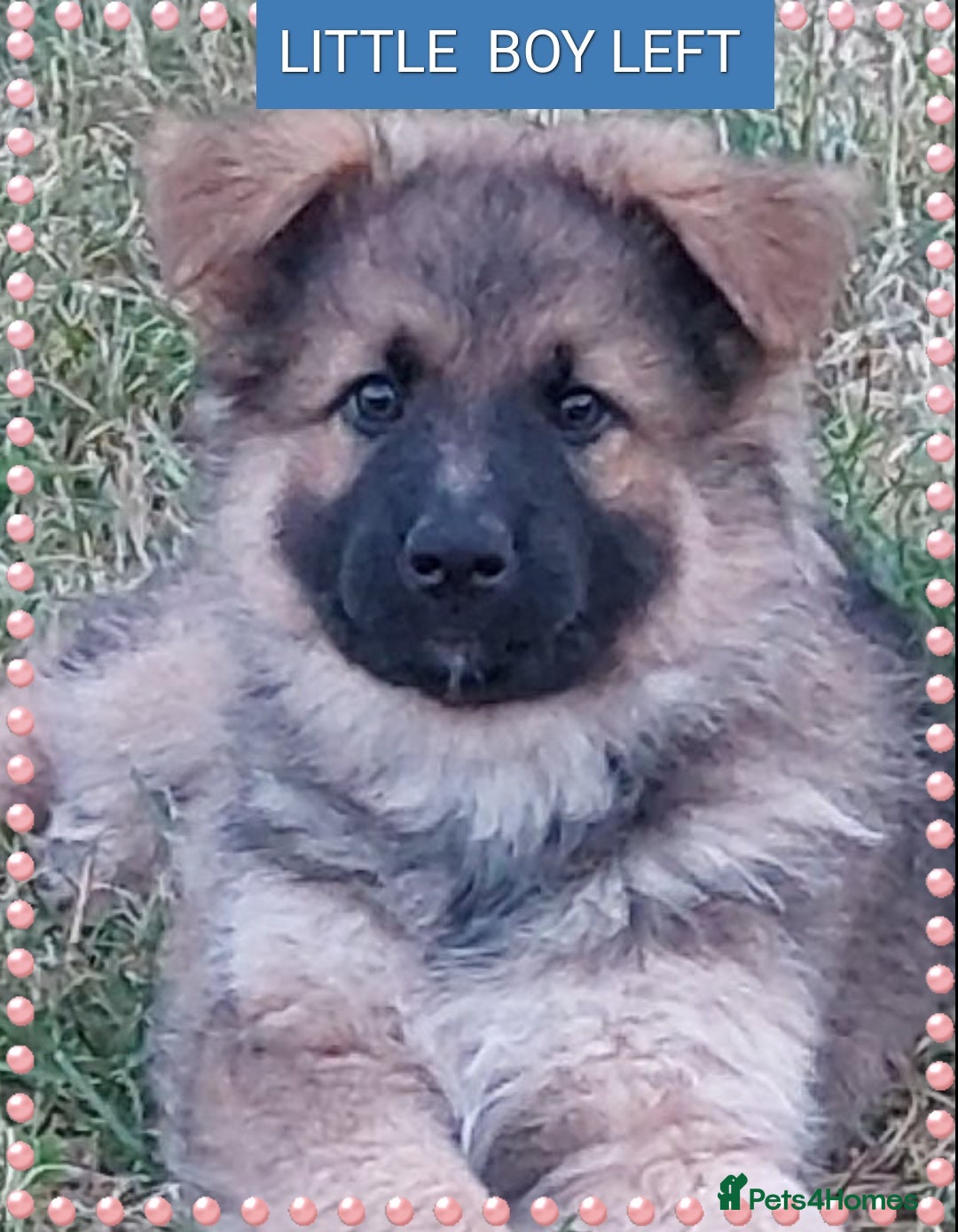 German Shepherd dogs for sale: 6 baby bears - Image 4