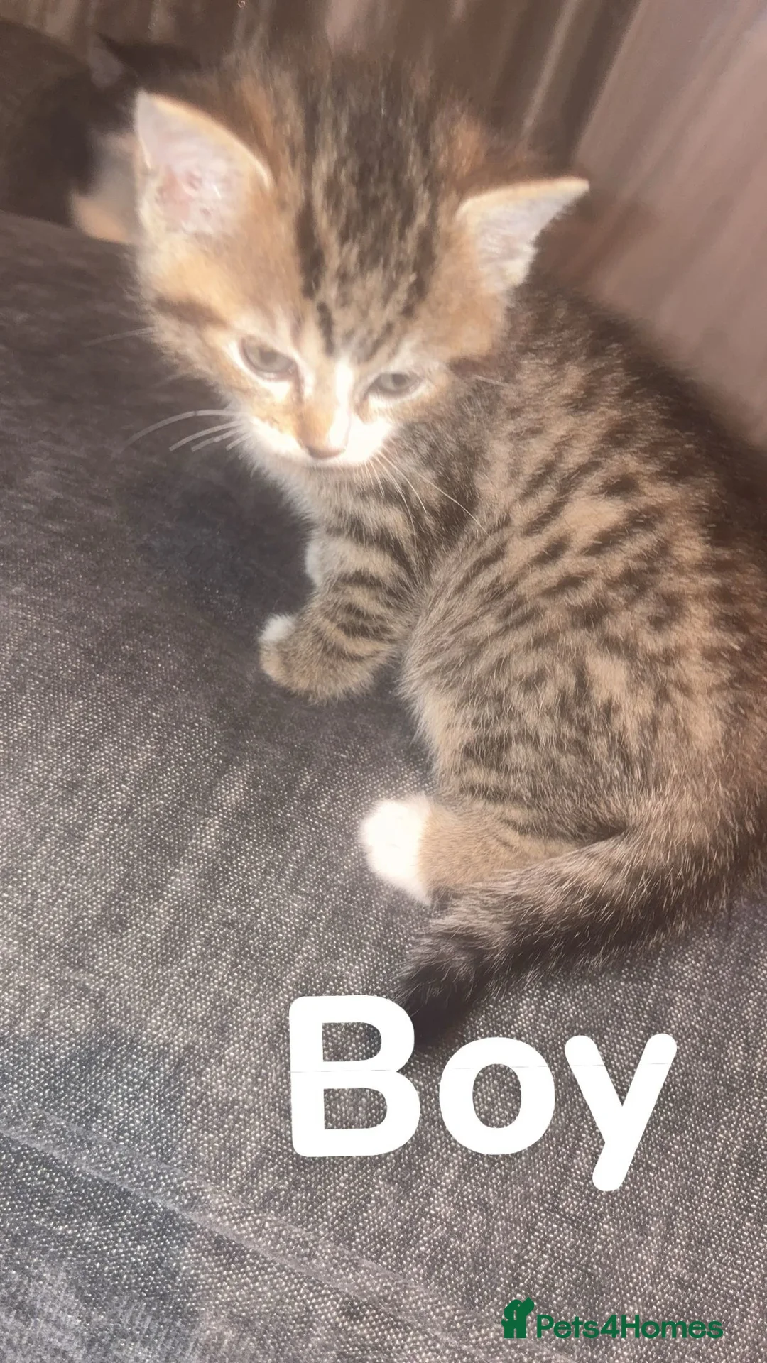 Mixed Breed cats for sale: Ragdoll cross kittens - Advert 3