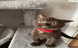 British Shorthair cats for sale: British shorthair kitten - Image 6