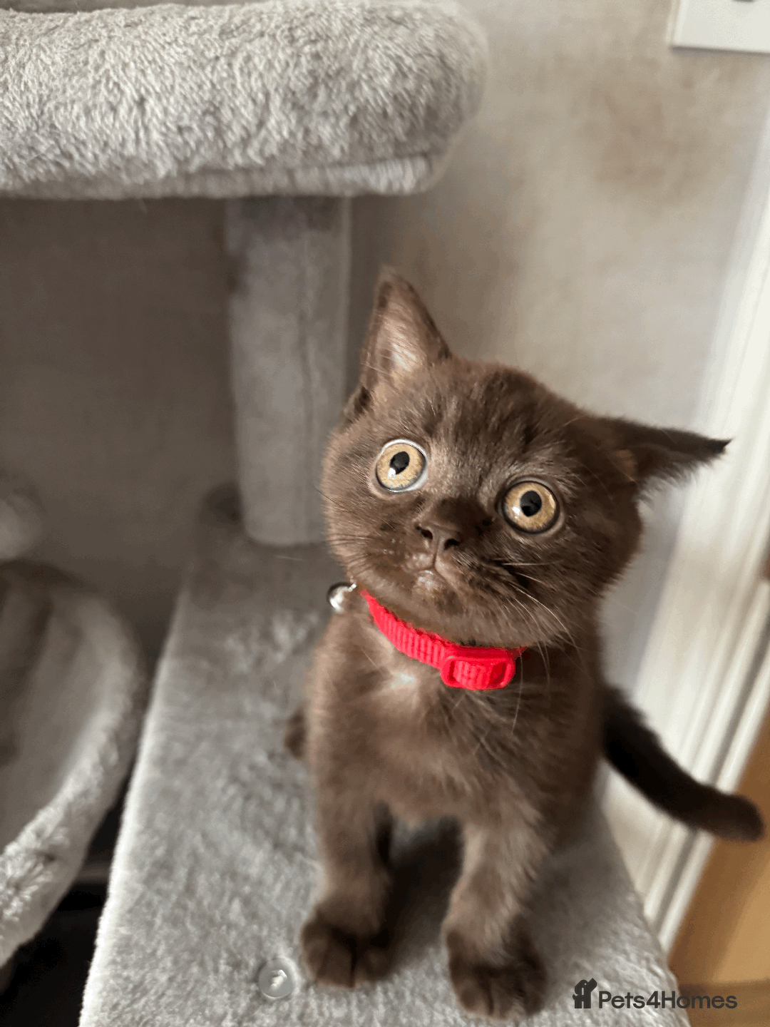 British Shorthair cats for sale: British shorthair kitten - Image 6