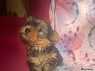 Yorkshire Terrier dogs 4 Beautiful Yorkshire Terrier Puppies - Advert 3