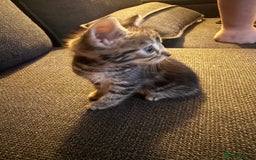 Mixed Breed cats for sale: Kittens for sale  - Image 1