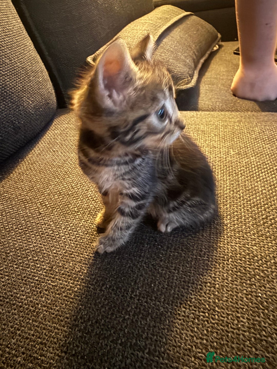 Mixed Breed cats for sale: Kittens for sale  - Image 1