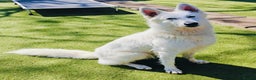 White Swiss Shepherd dogs for sale: Stunning female - Advert 4
