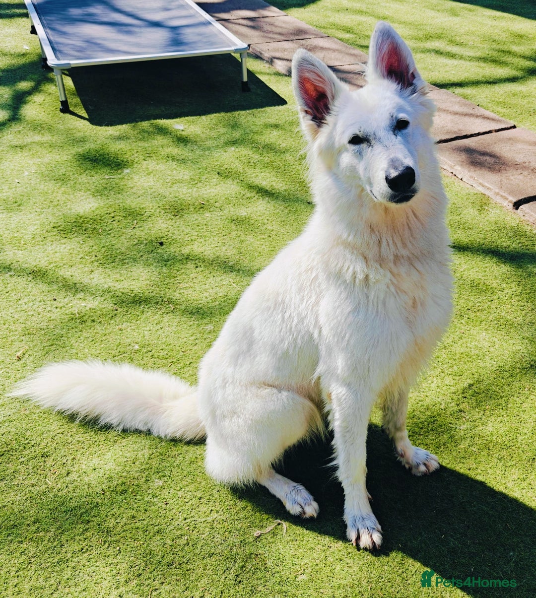 White Swiss Shepherd dogs for sale: Stunning female - Advert 4