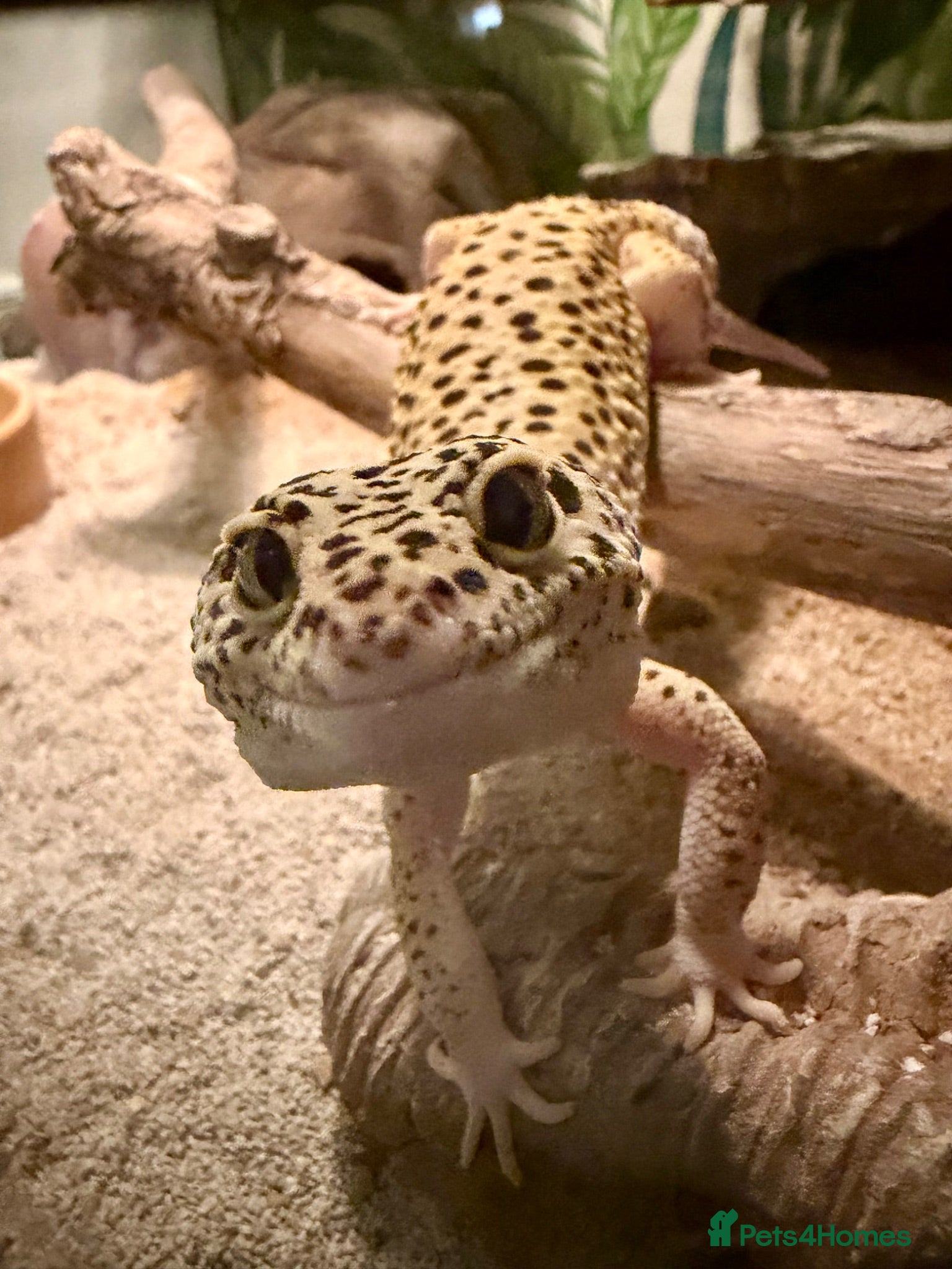Gecko reptiles Leopard gecko - Advert 1